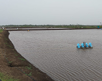 Shrimp farm