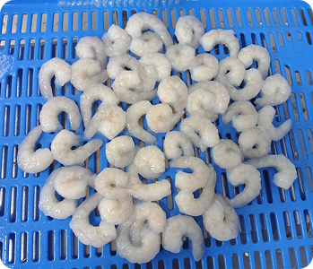 Shrimp pond preparation