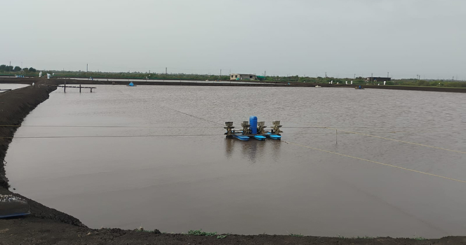 Crop Management in Aquaculture Pond