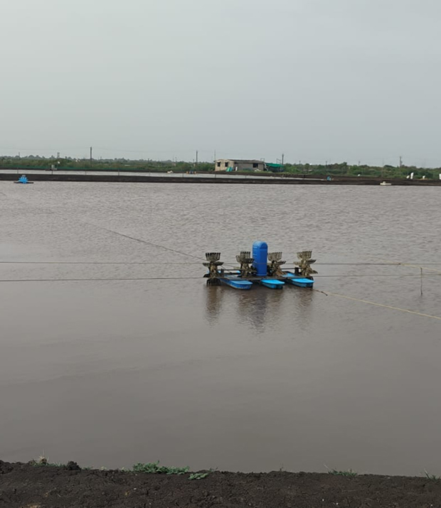 Shrimp pond preparation